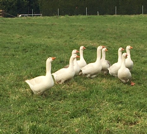 Felds Farm geese