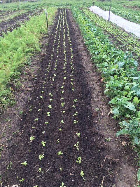 Vegetables growing at Felds Farm