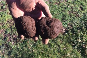Tasmanian-truffles-freshly-dug
